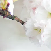 Profile picture of snow