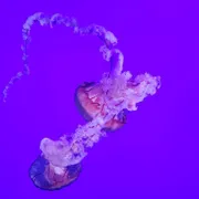 Profile picture of Linda T.