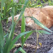 Profile picture of sky