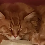 Profile picture of Melody P.