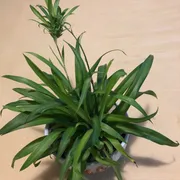 Profile picture of Ying S.