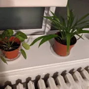 Profile picture of Lacey F.