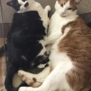 Profile picture of Dija