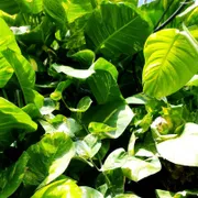 Profile picture of Jessica G.