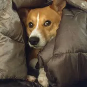 Profile picture of Superdad