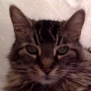 Profile picture of KK Y.