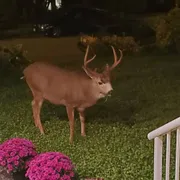 Profile picture of Nithya M.