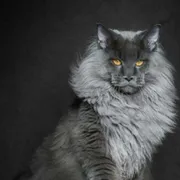 Profile picture of Diane 