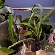 Alessandra  Profile photo 5