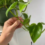 bretonlikethecrackers Profile photo 2