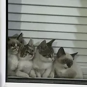 Profile picture of KITTY