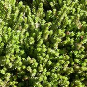 Murale Sedum Groundcover photo 1