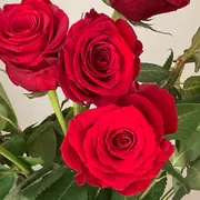 Profile picture of Rosemary 