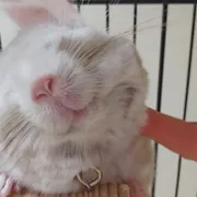 Profile picture of Kat Huang