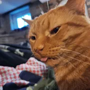 Profile picture of Felix Vesker