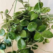 Hoya / Plant ISO list photo 1