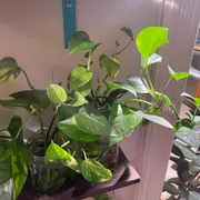 Daniel B. Profile photo 17