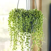 String of Pearls Plant photo 2
