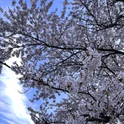 Profile picture of rosie 