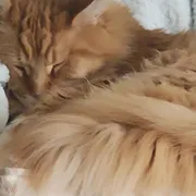 ISO - Stuff Wanted photo 1