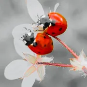 Profile picture of Luna