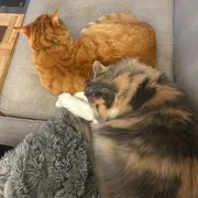 ISOs Aug 2025 photo 7