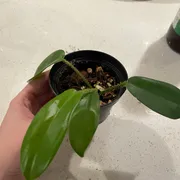 Daniel B. Profile photo 12