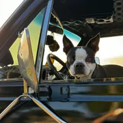 Profile picture of Sydney Q.