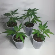 Ryan Z Profile photo 2