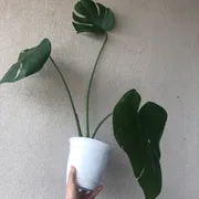 Elle A Profile photo 14