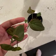 Daniel B. Profile photo 11