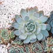 Succulent soil ammendmants photo 20