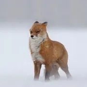 Profile picture of  Ju