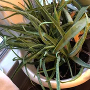 Alix Teresa  Profile photo 5