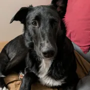 Pet dog supplies photo 1