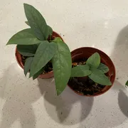 Daniel B. Profile photo 13