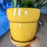 Dollarama yellow pot photo 4