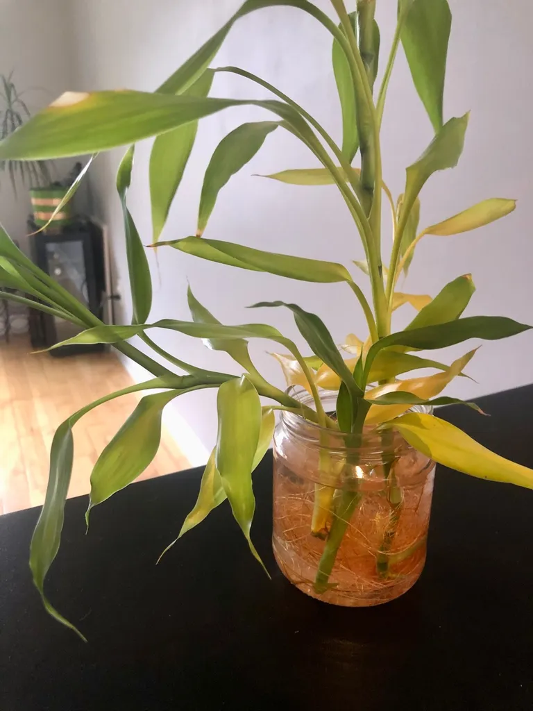 Rooted Bamboo Cuttings photo 1