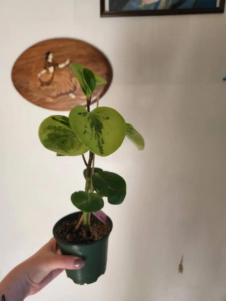 Pepperface Pepperomia photo 1