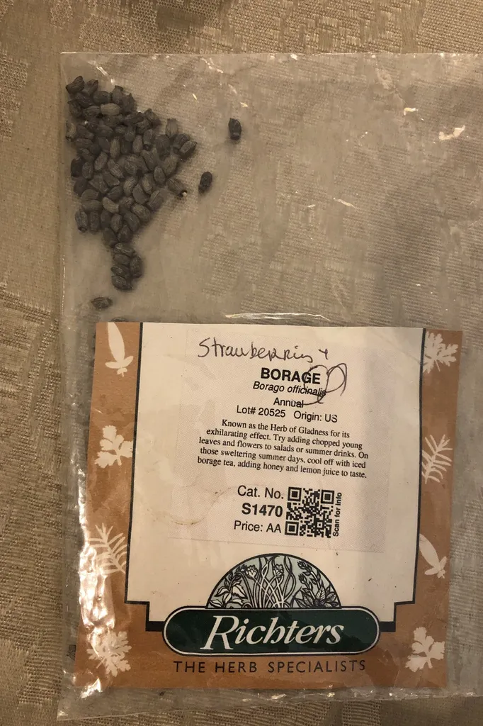 Borage Seeds photo 1