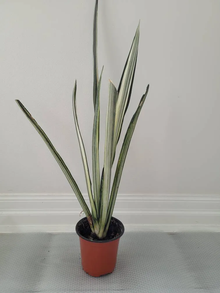 Bantel's Sensation Snake Plant 🐍 photo 1