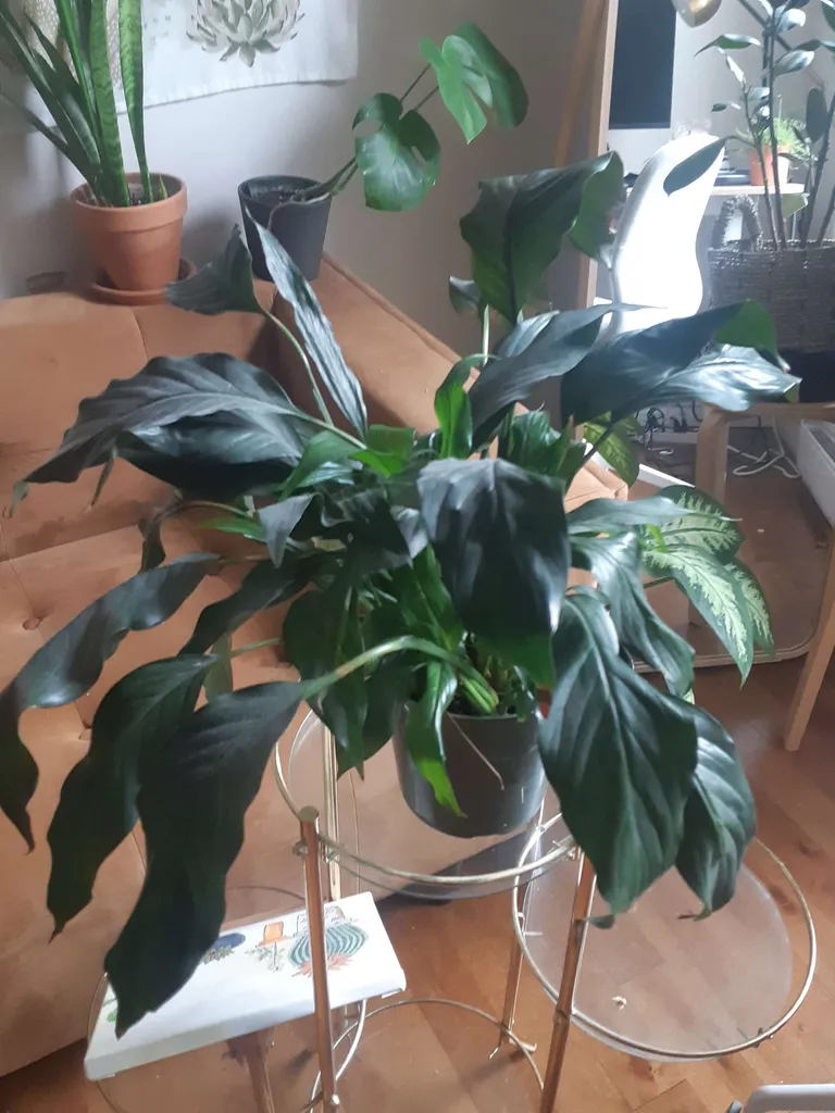 Peace lily photo 1