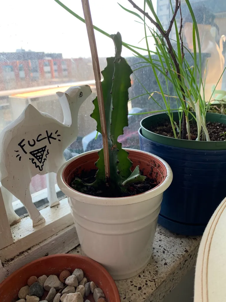 Cactus Who Is Just Doing Their Best photo 1