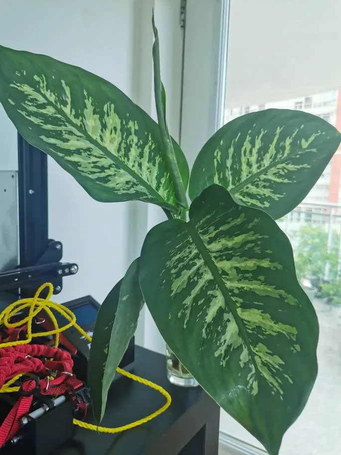 Diffenbachia Cuttings photo 1