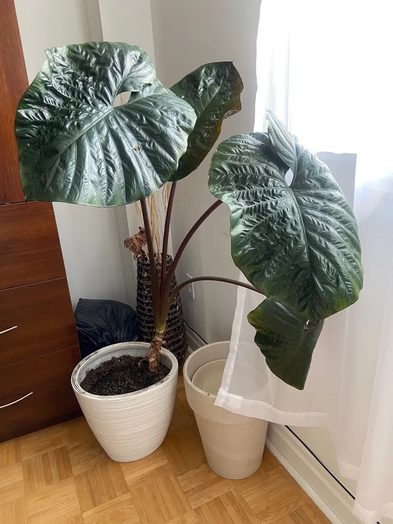 Elephant Ear Plant photo 1