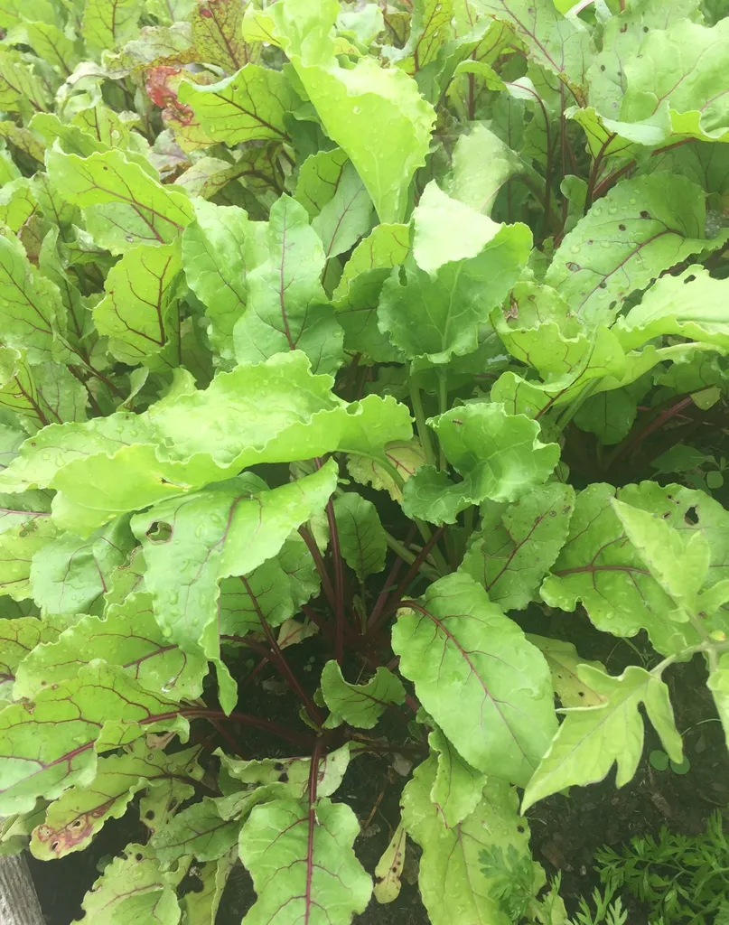 Organic Veggies And Herbs Grown on The Farm photo 1