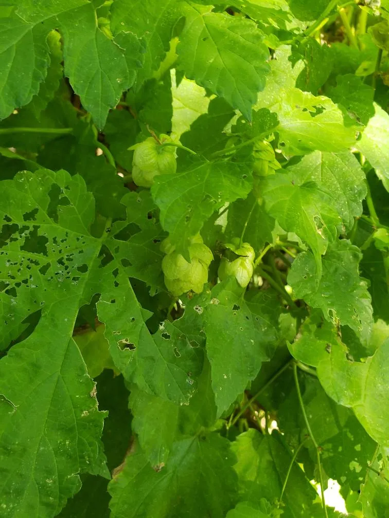 Hops Anyone? photo 1