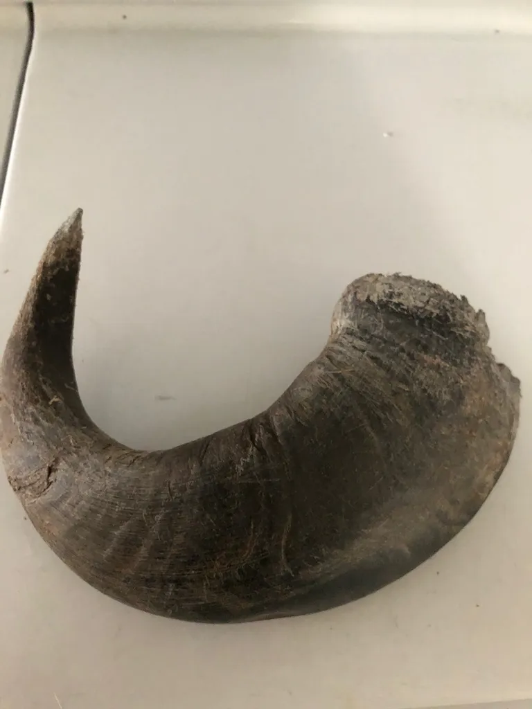 Dog Toy - Horn photo 1