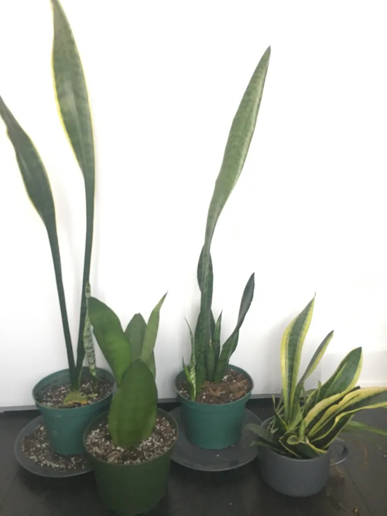 Snake Plants! photo 1