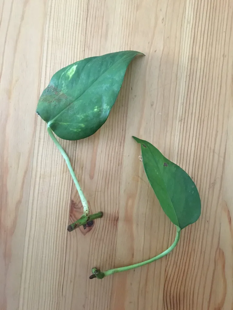 Pothos cuttings (got more) photo 1